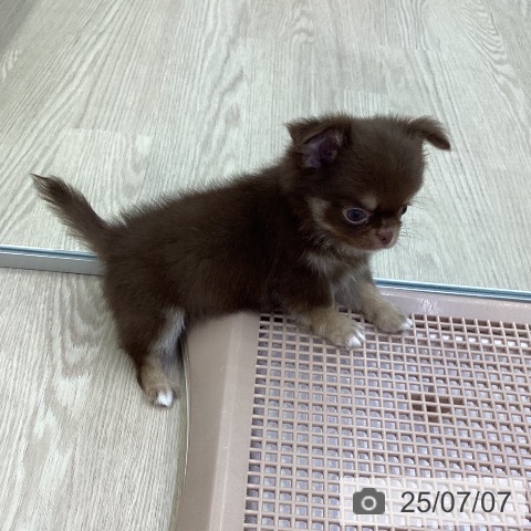チワワの写真
