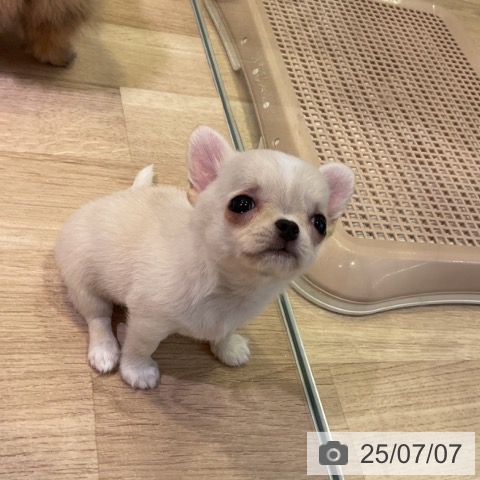 チワワの写真