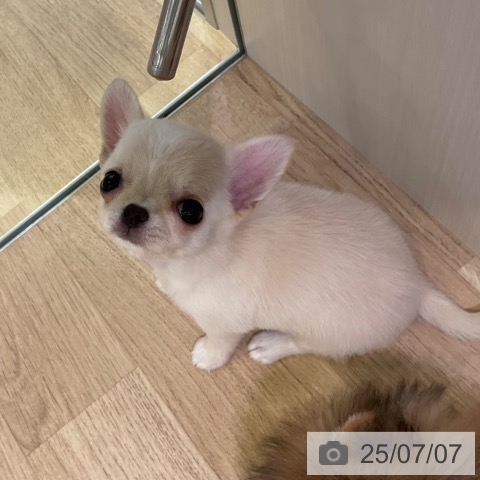 チワワの写真