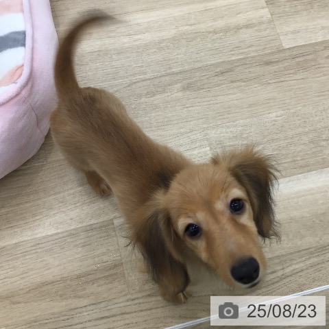 ミニチュア・ダックスフンドの写真