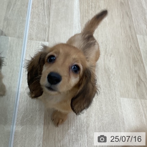 ミニチュア・ダックスフンドの写真