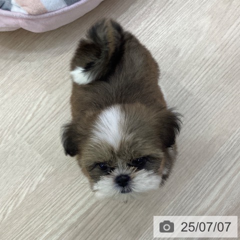 シー・ズーの写真