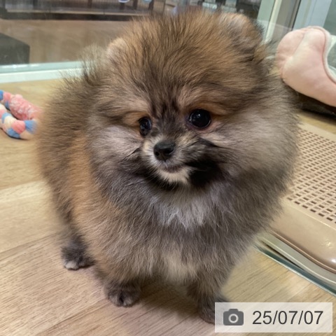 ポメラニアンの写真