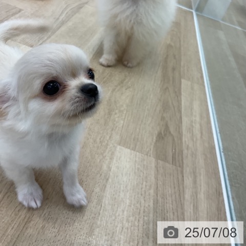 チワワの写真
