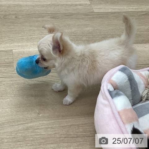 チワワの写真