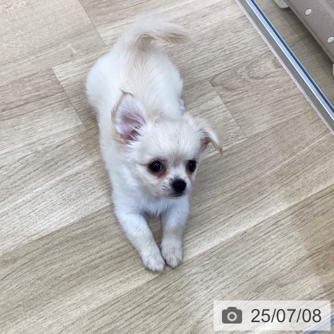 チワワの写真