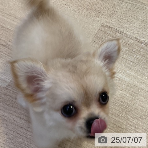 チワワの写真