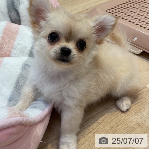 チワワの写真