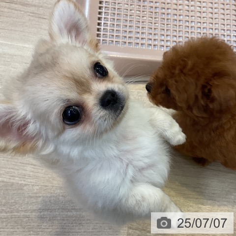 チワワの写真