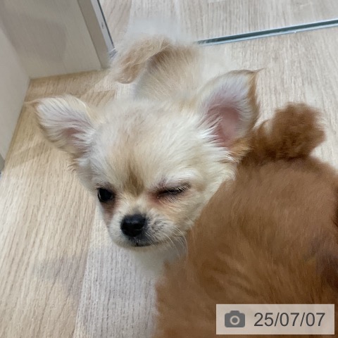 チワワの写真