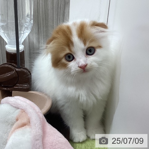 スコティッシュフォールドの写真