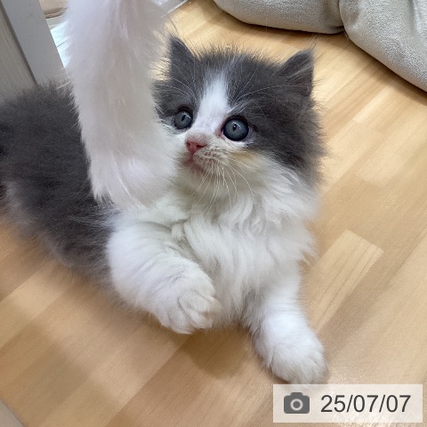 ミヌエットの写真