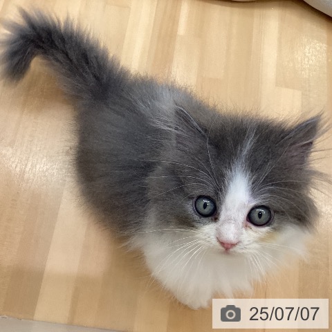 ミヌエットの写真