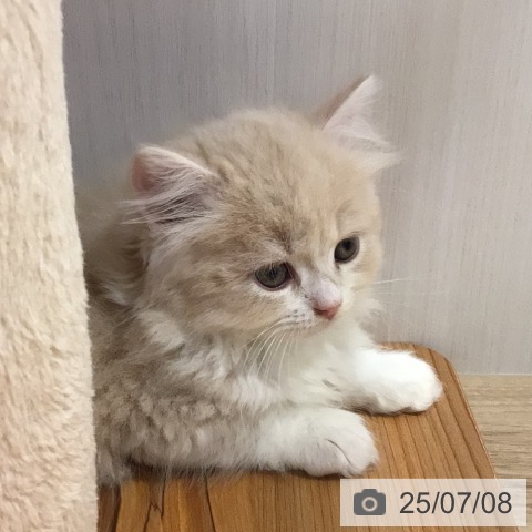 ミヌエットの写真