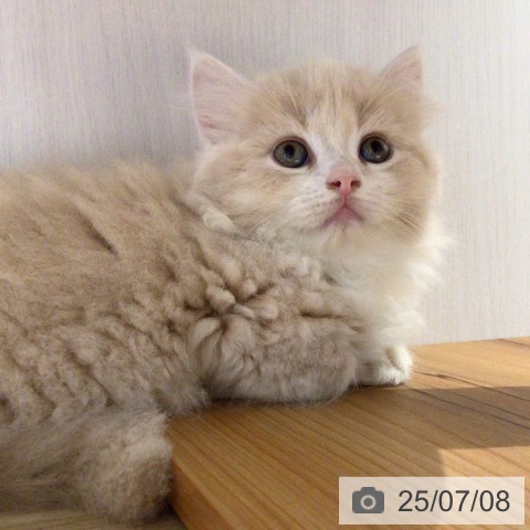 ミヌエットの写真