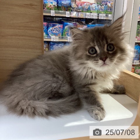 サイベリアンの写真