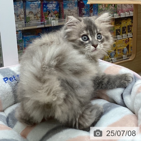 サイベリアンの写真