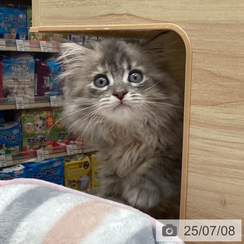 サイベリアンの写真