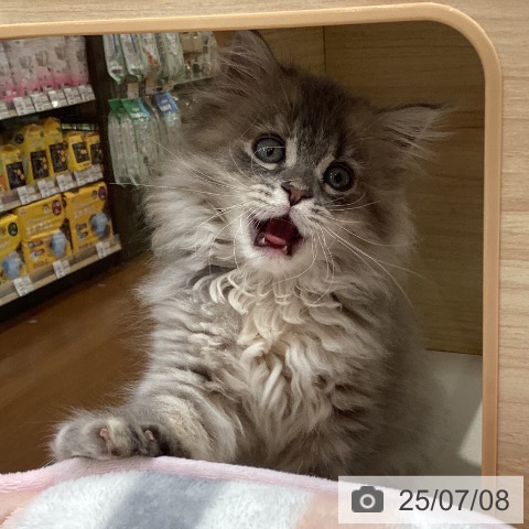 サイベリアンの写真