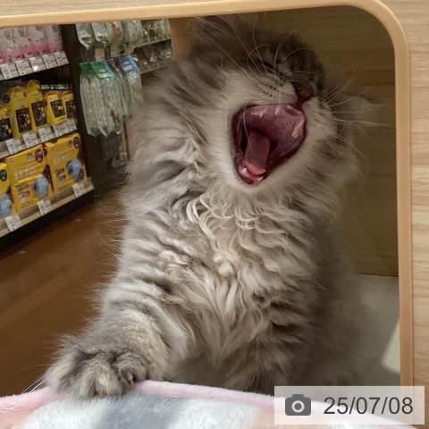 サイベリアンの写真