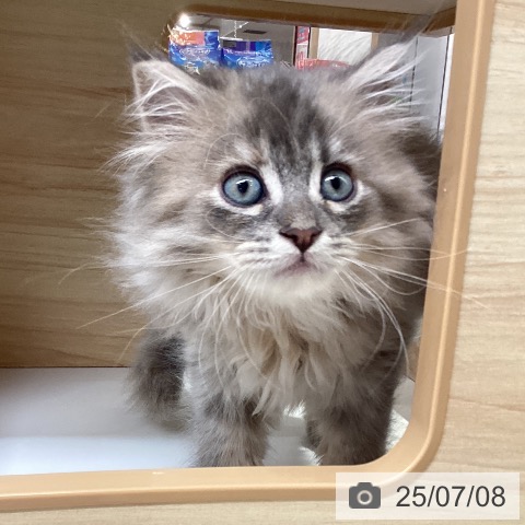サイベリアンの写真