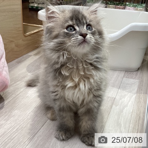 サイベリアンの写真