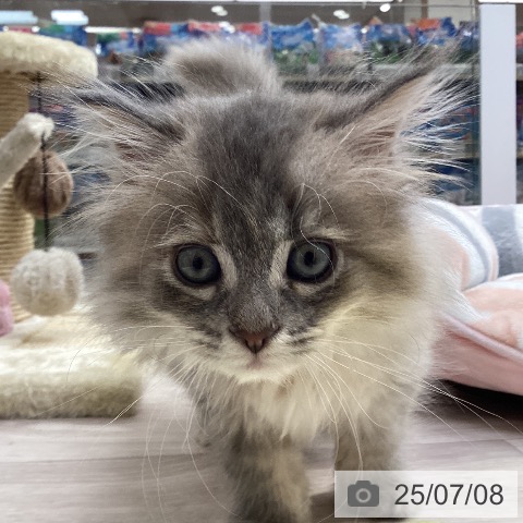 サイベリアンの写真