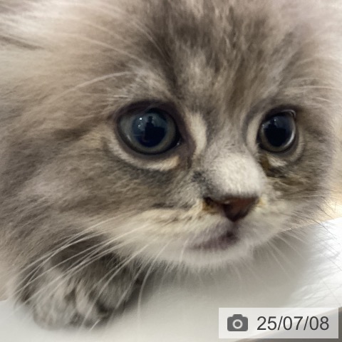 ラガマフィンの写真