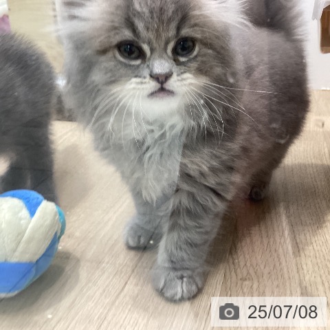 ラガマフィンの写真