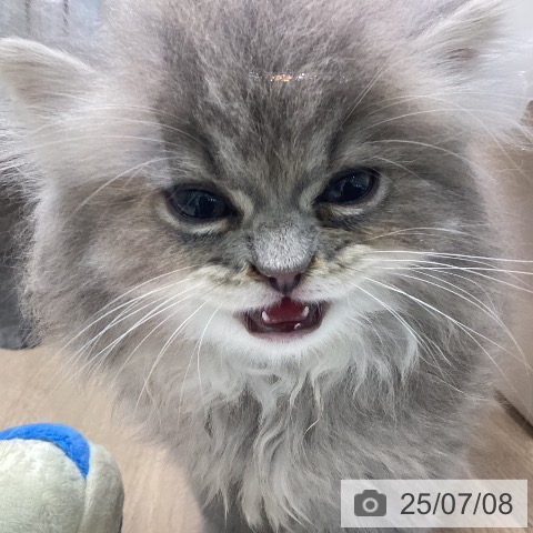 ラガマフィンの写真
