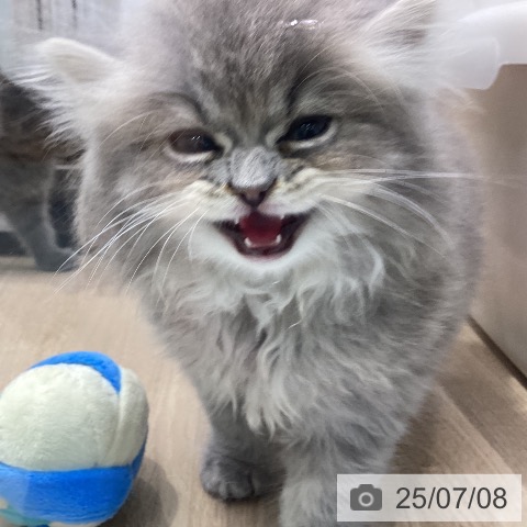 ラガマフィンの写真