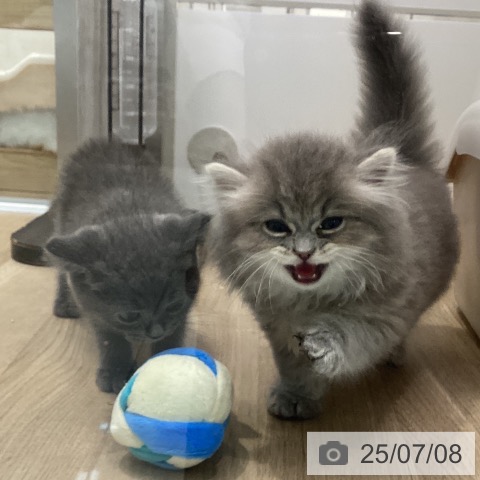 ラガマフィンの写真