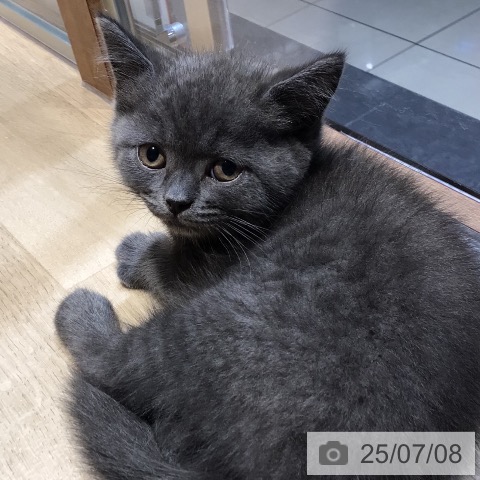 ブリティッシュショートヘアの写真