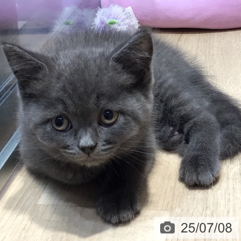 ブリティッシュショートヘアの写真