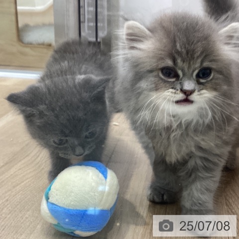 ブリティッシュショートヘアの写真