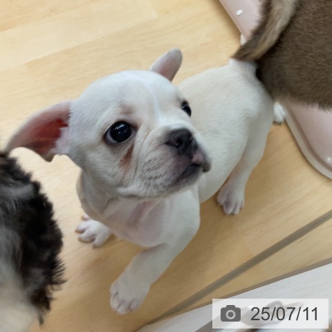 フレンチ・ブルドッグの写真