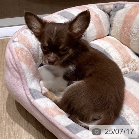 チワワの写真