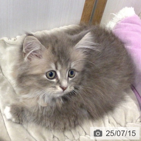 サイベリアンの写真