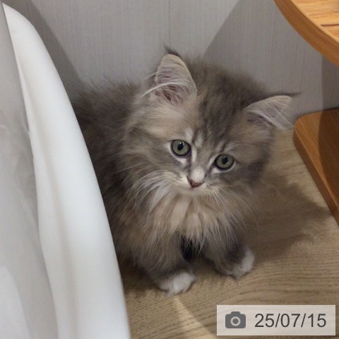 サイベリアンの写真