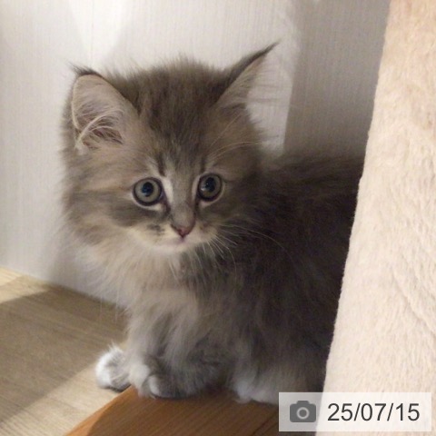 サイベリアンの写真