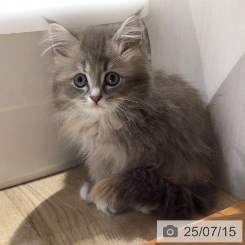サイベリアンの写真