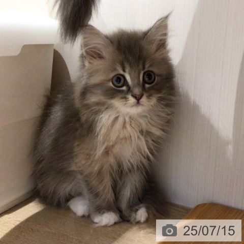 サイベリアンの写真