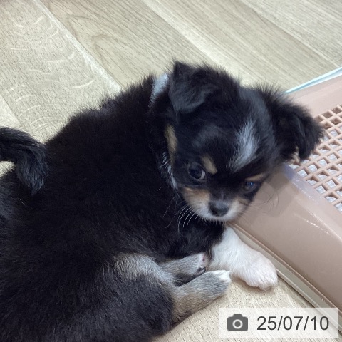 チワワの写真