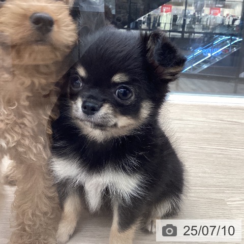 チワワの写真