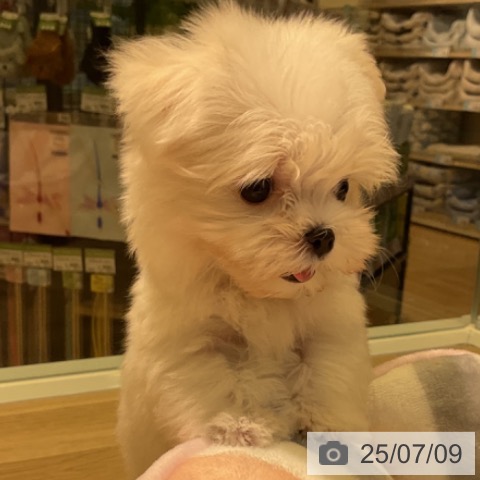 マルチーズの写真