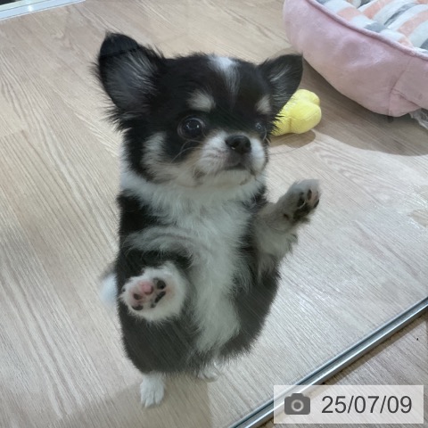 チワワの写真