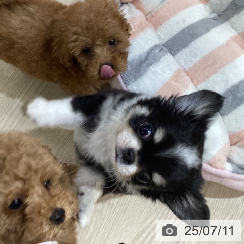 チワワの写真
