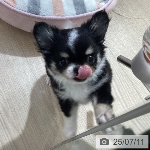 チワワの写真
