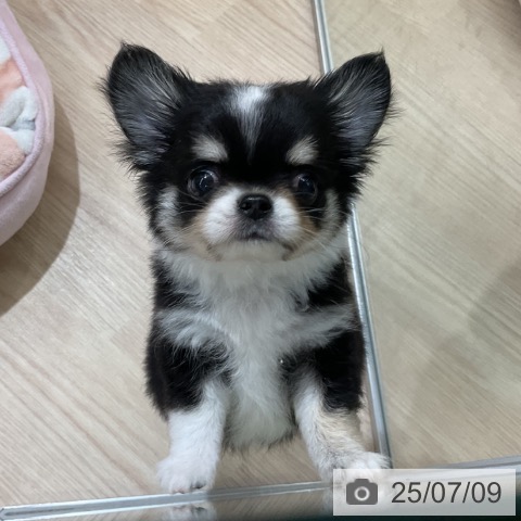 チワワの写真