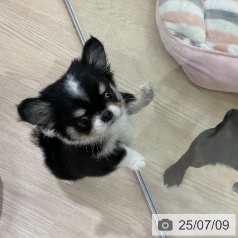 チワワの写真